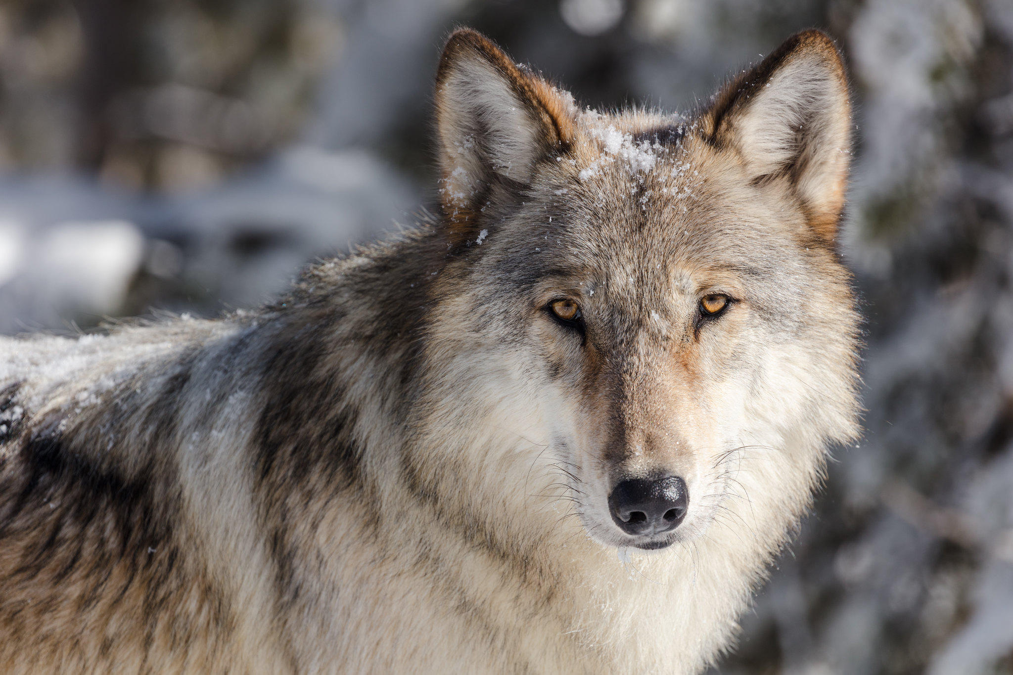Revisarán la Ley que condena al lobo gris a la extinción/Review The Law  That Condemns Gray Wolf to Extinction | Sierra Club
