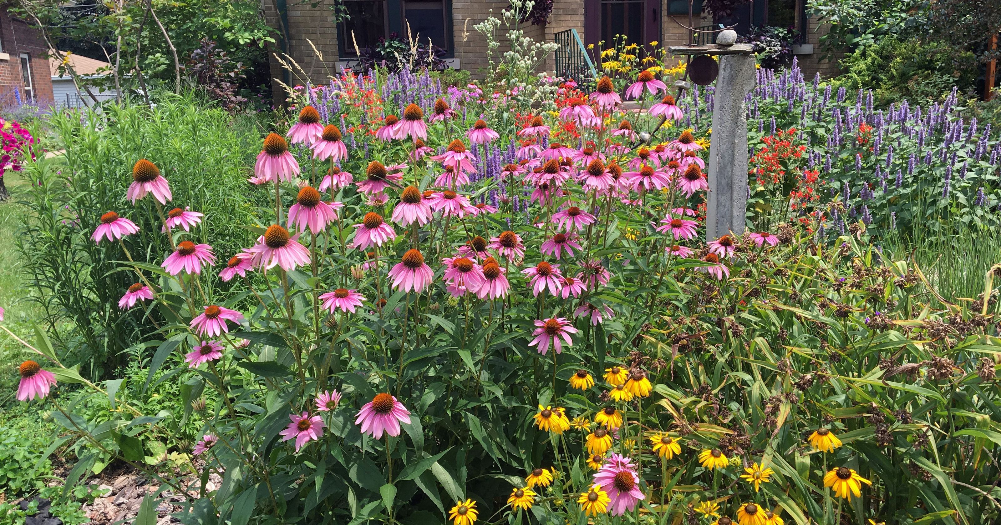 Planting for Pollinators: A Tale of Two Gardens by Susan Murray