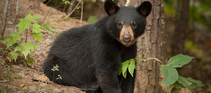 Charismatic Megafauna Reaches Milestone in Louisiana (Still Missing in ...