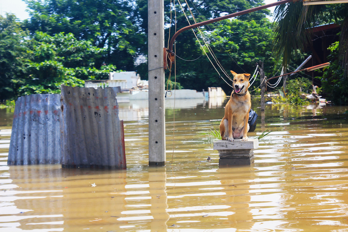can dogs predict natural disasters