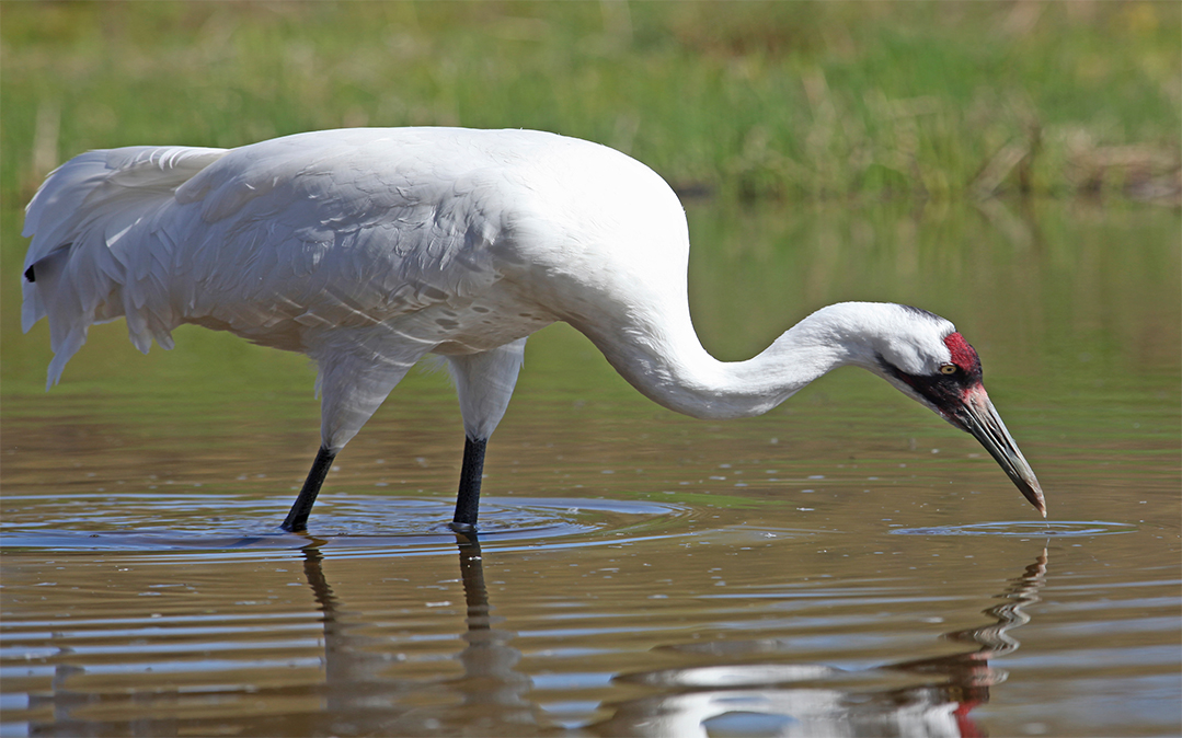 It’s National Wildlife Refuge Week. Here’s Why You Should Celebrate ...