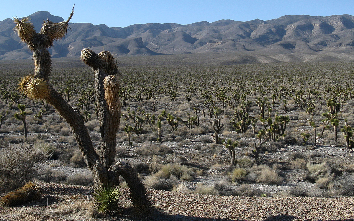 The Desert Refuge Is Sacred. Don’t Bomb It. 