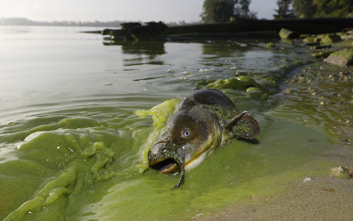 Warming Lakes Worldwide Could Mean More Toxic Algal Blooms | Sierra Club