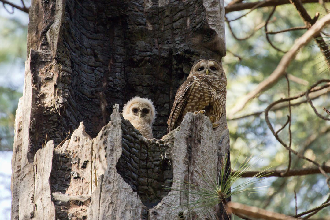 The Burning Questions About Spotted Owls And Fire | Sierra Club