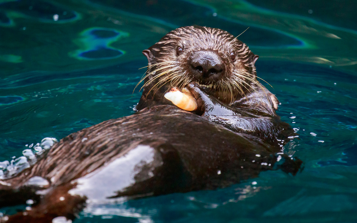 Oregon Needs Otters! | Sierra Club