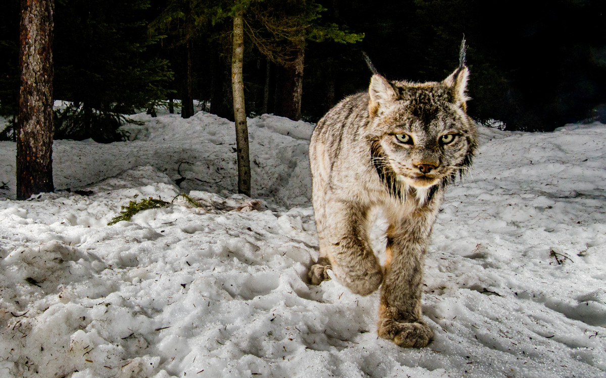 In Eastern Washington The Canada Lynx Makes A Comeback Sierra Club 8123