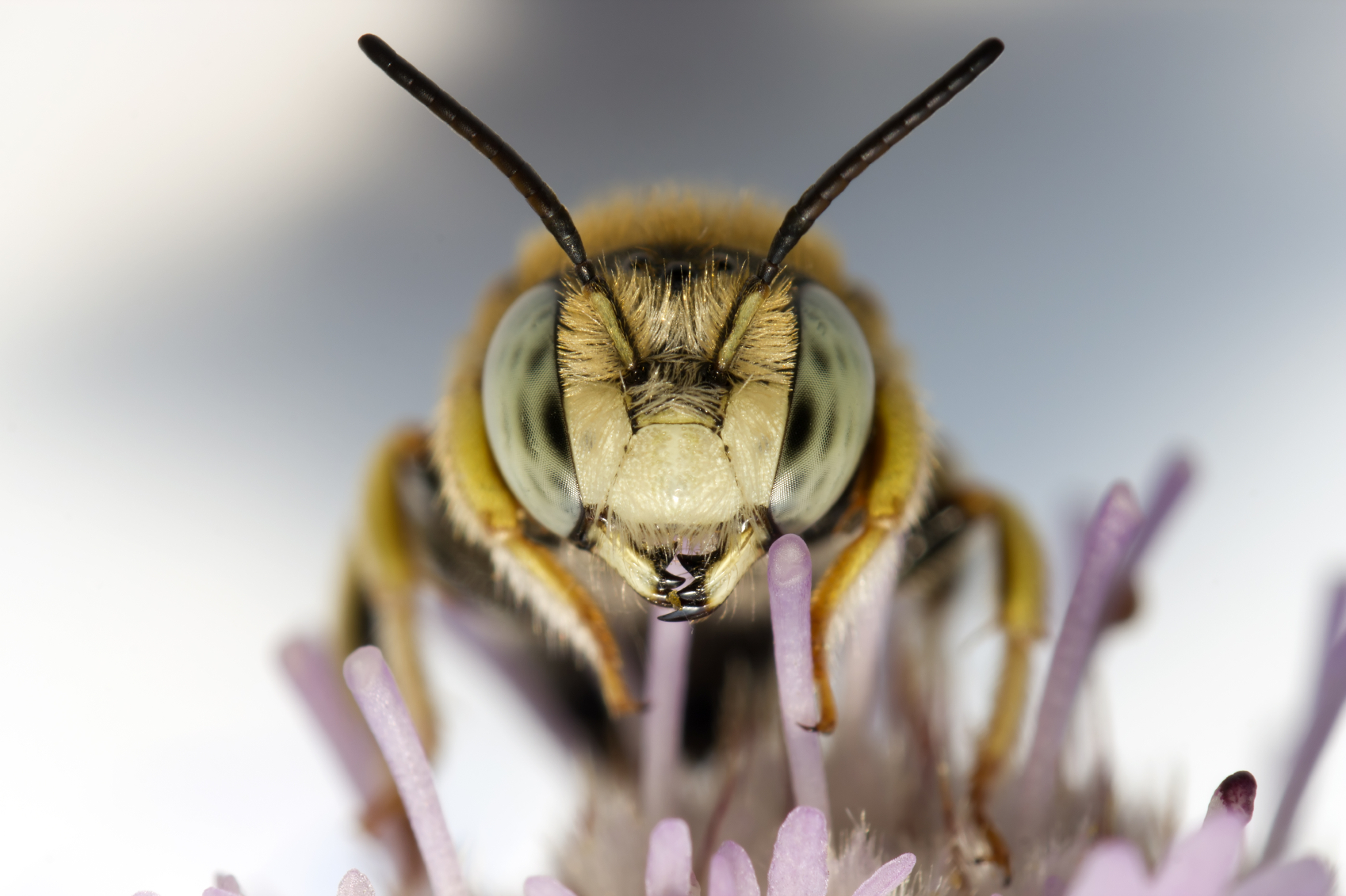 How Honey Bees Can Alleviate World Hunger | Sierra Club