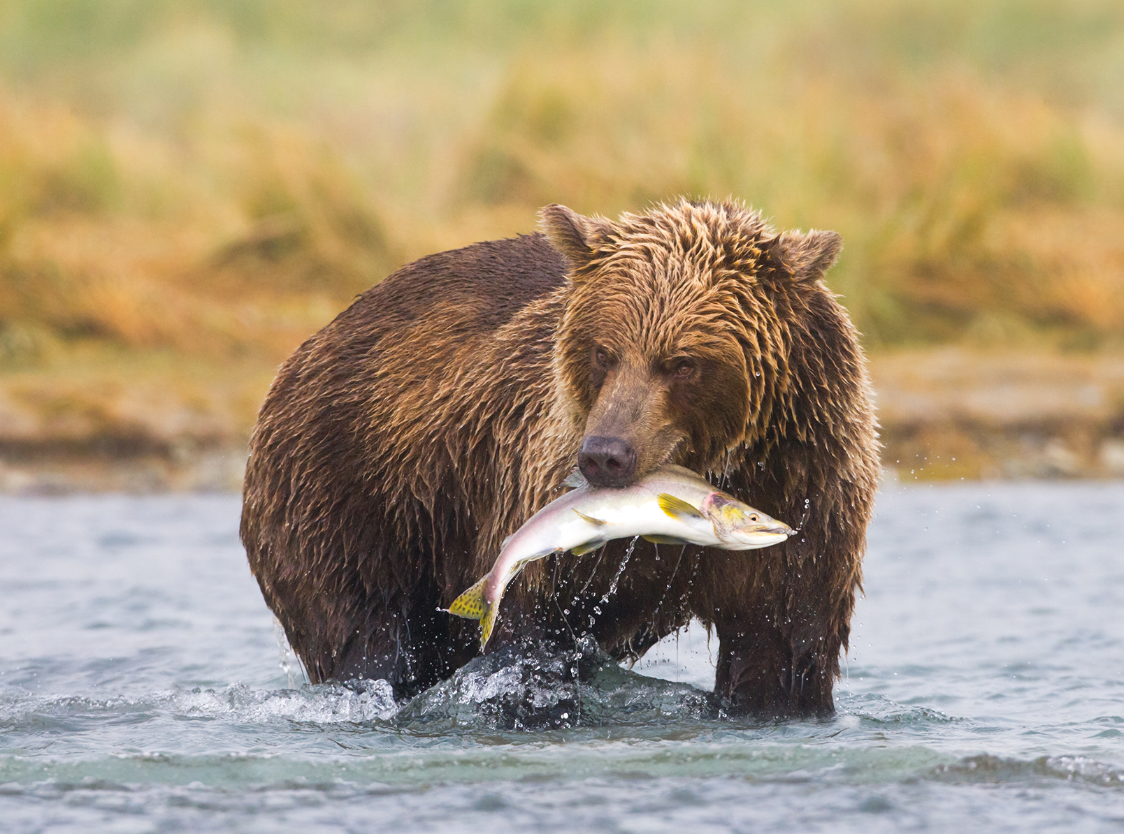 Summer's 5 Best Livestream Wildlife Cams | Sierra Club