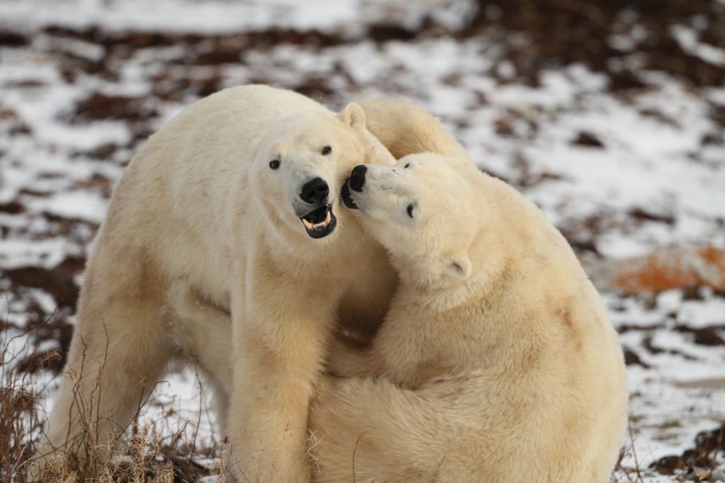 Celebrate Polar Bear Week | Sierra Club