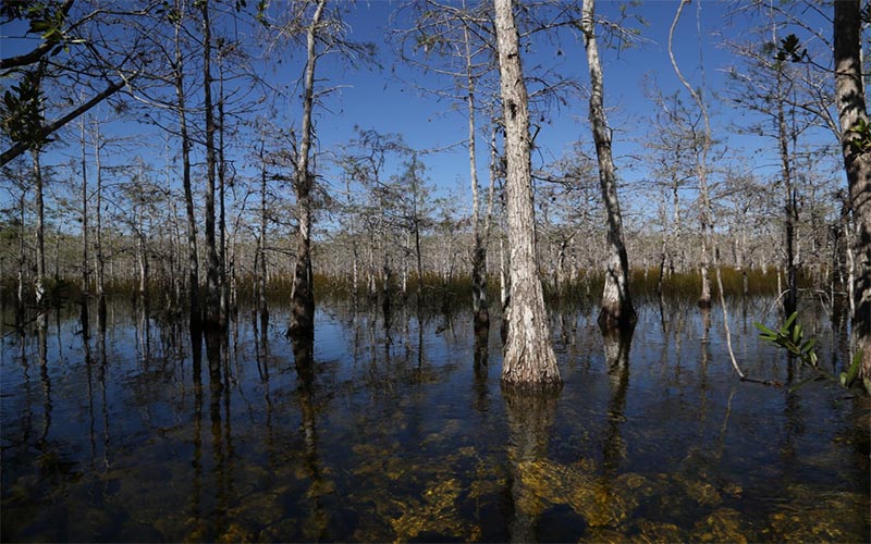 Sea Level Rise Threatens the Florida Everglades, Nature’s Shock ...