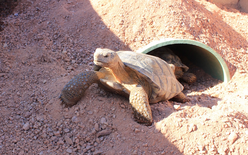 Desert Tortoises Gone Captive | Sierra Club