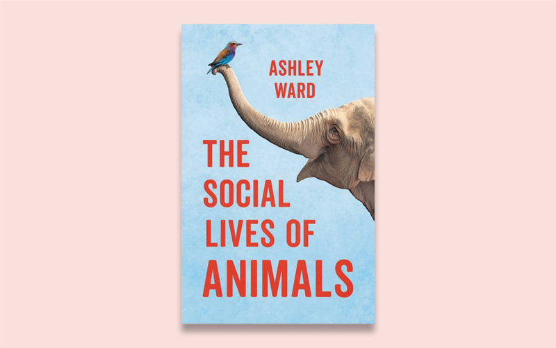 "The Social Lives of Animals": A Dazzling Compendium of Beasts