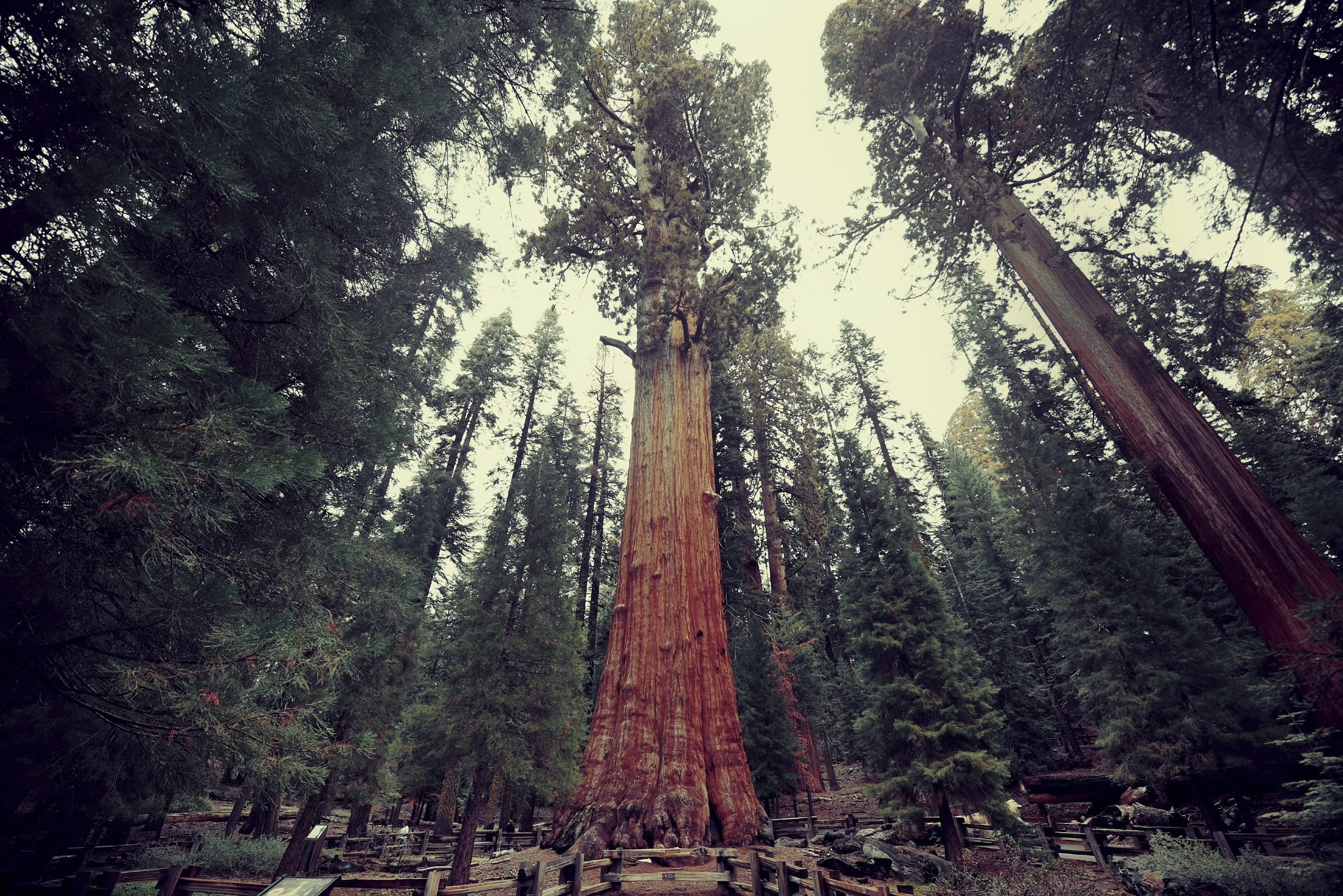 6 of America's Coolest Trees