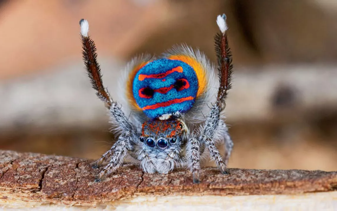Peacock Spider | Sierra Club
