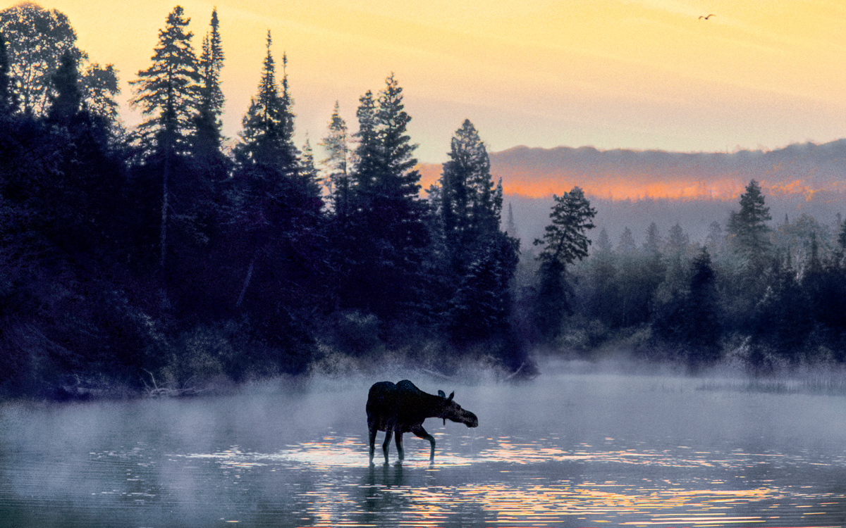 is-bringing-new-wolves-to-isle-royale-national-park-restocking-the-zoo