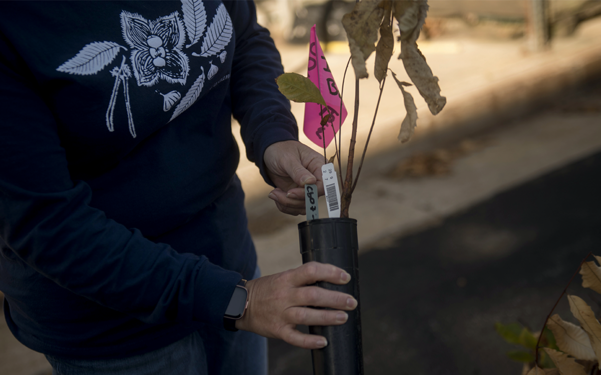 Close-up of someone holding a chestnut seedling.