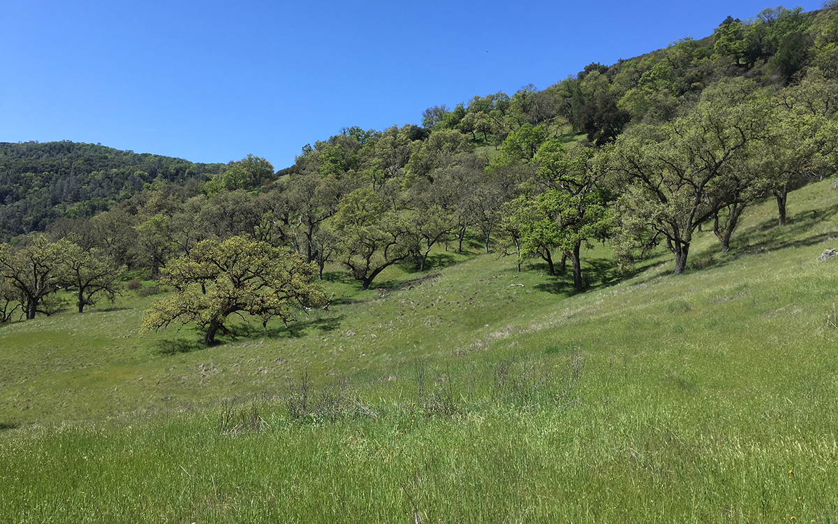 Henry Coe State Park Is the Bay Area’s Best-Kept Backpacking Secret ...