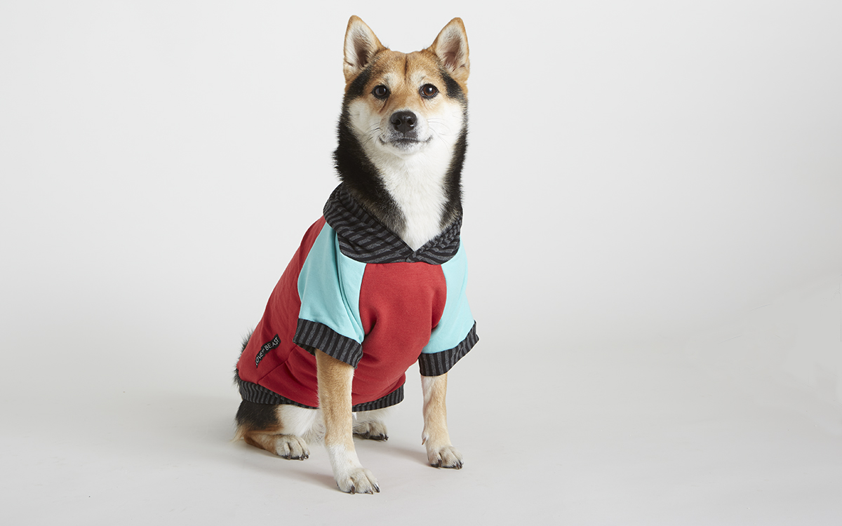 Ecofriendly Dog Gear For Winter Sierra Club