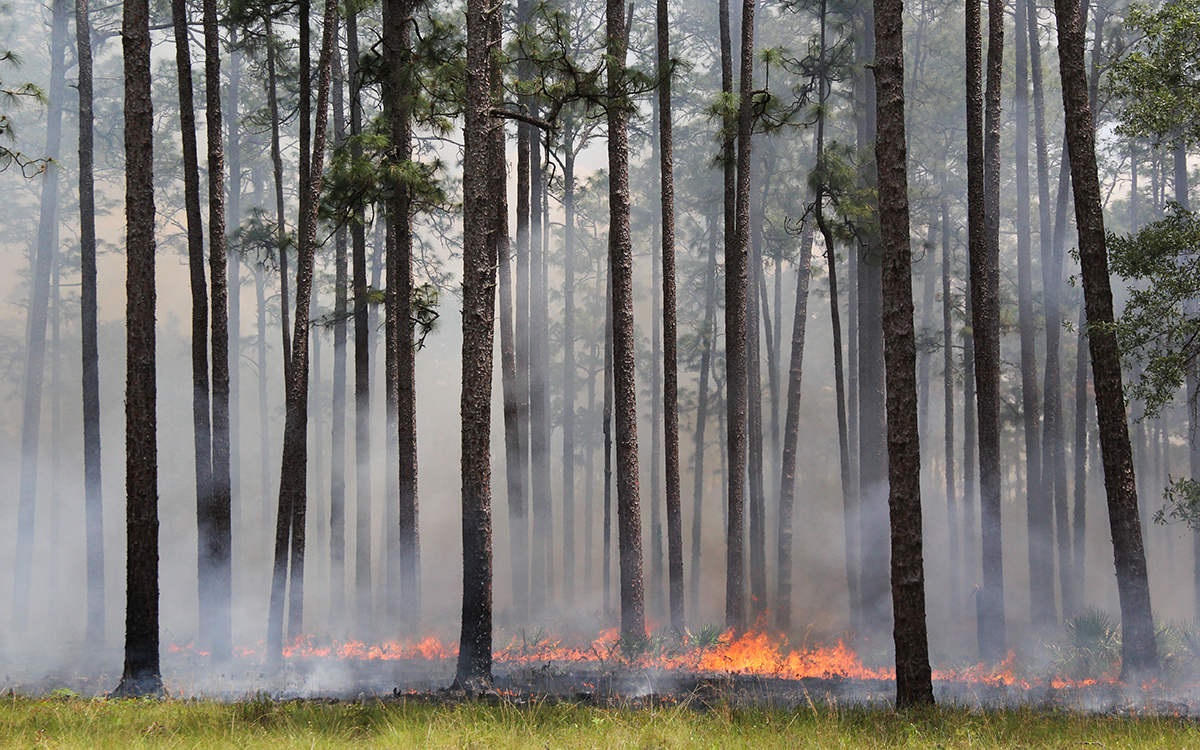 Is Florida the Answer to California’s Fire Problem? | Sierra Club